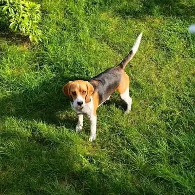 Zaginął pies rasy beagle w Skępem – Bajgi czeka na pomoc
